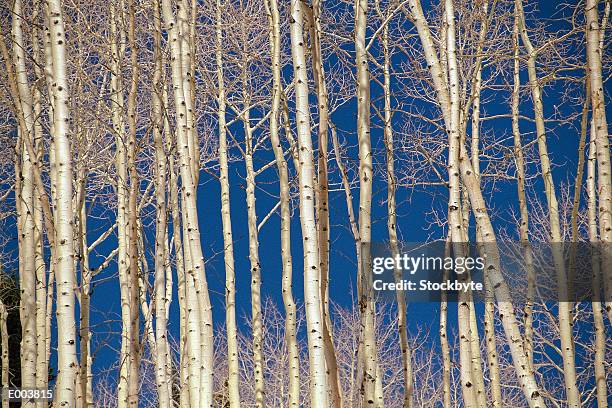 white trees against blue sky - pitkin county stock pictures, royalty-free photos & images