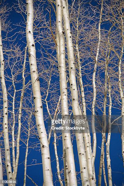 white trees against blue sky - pitkin county stock pictures, royalty-free photos & images