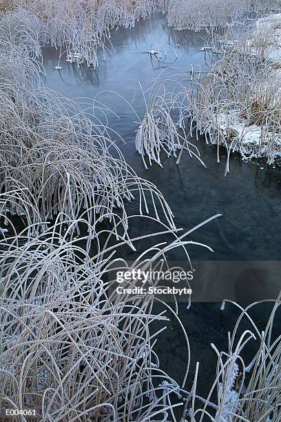 ice plants in water - barrilha imagens e fotografias de stock