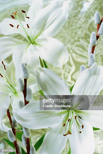 white stargazer lilies with pussywillows - stargazer lily stock-fotos und bilder
