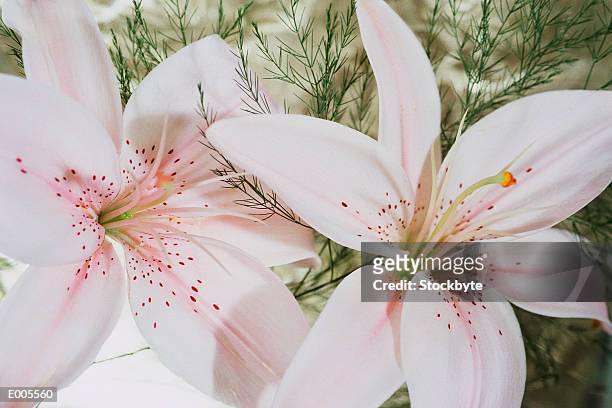 pink stargazer lilies - stargazer lily stock-fotos und bilder