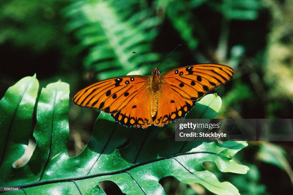 Gulf Fritillary Butterfly on Tree Leaf