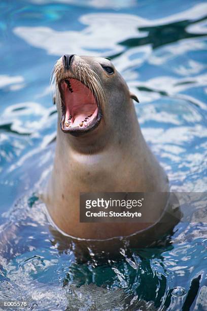 harbor seal with mouth open in water - アザラシ目 ストックフォトと画像