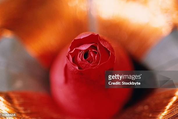 2,190 Rosebud Stock Photos, High-Res Pictures, and Images - Getty