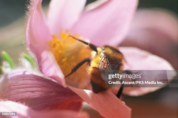 close-up of bee pollinating flower - hautflügler stock-fotos und bilder