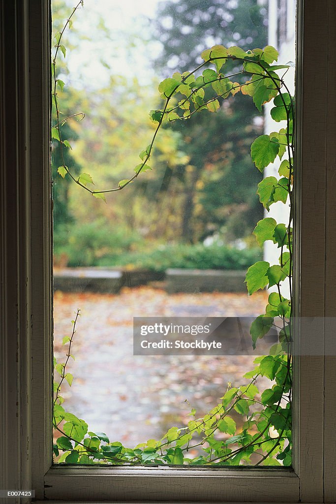 Window with ivy