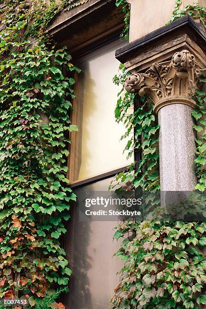 column and window on ivy covered building - corinthian column stock pictures, royalty-free photos & images