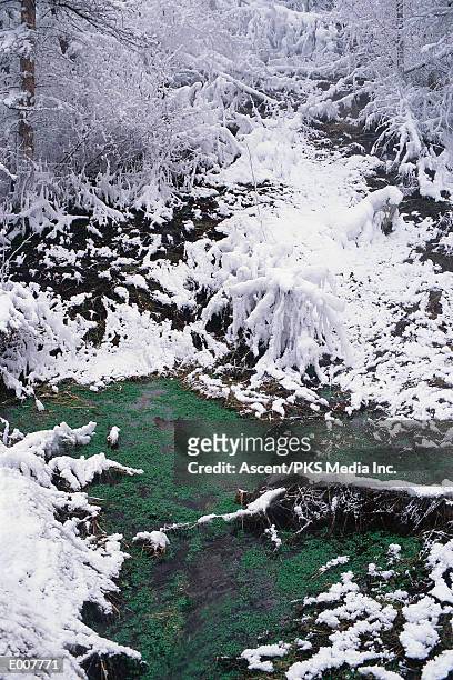 hot springs in snow, banff - hot springs bildbanksfoton och bilder