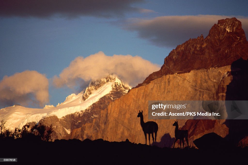 Llamas silhouetted by Torres del Paine