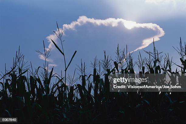 crop field silhouetted against sky - hordeum stock pictures, royalty-free photos & images