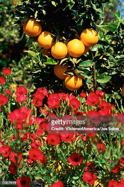 oranges hanging from tree with red flowers - zagara foto e immagini stock