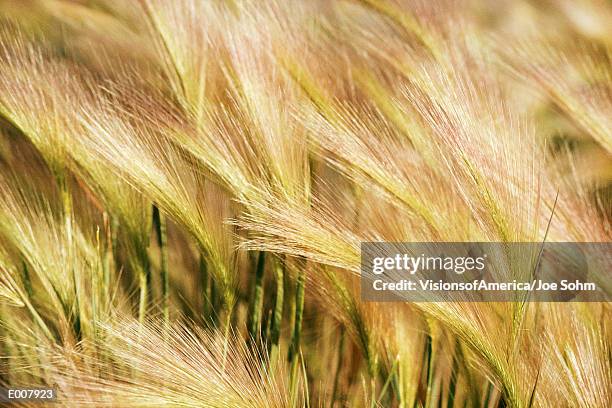 barley field blowing in wind - hordeum stock pictures, royalty-free photos & images