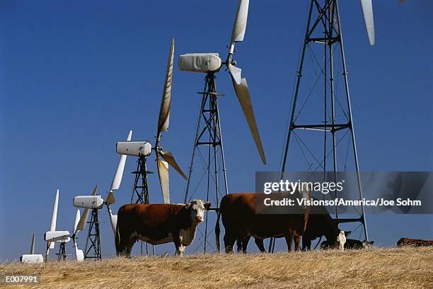 cattle standing with wind turbines - altamont pass stock pictures, royalty-free photos & images