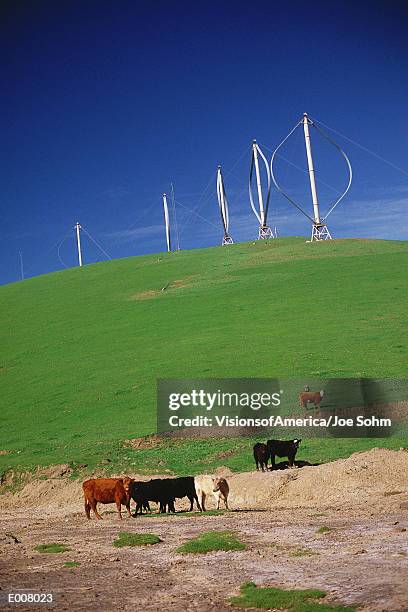 windfarm with cattle in foreground - altamont pass stock pictures, royalty-free photos & images