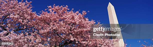 washington monument & spring cherry blossoms - cherry blossoms foto e immagini stock