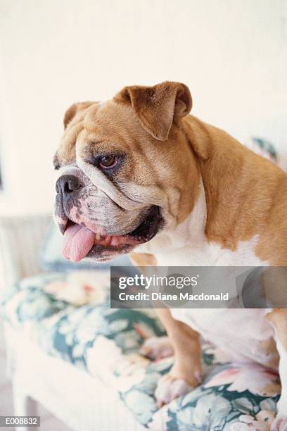 side view of english bulldog - djurtunga bildbanksfoton och bilder