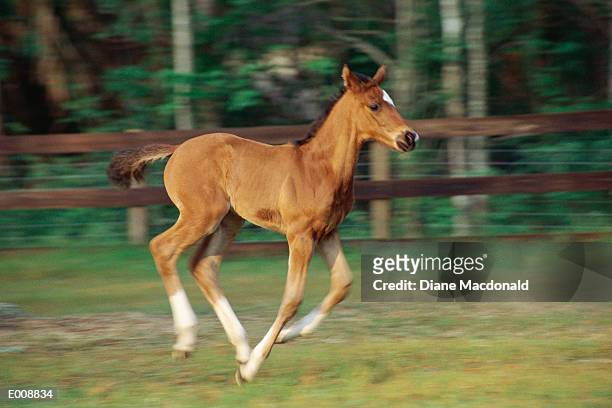 foal in motion - bay horse stockfoto's en -beelden