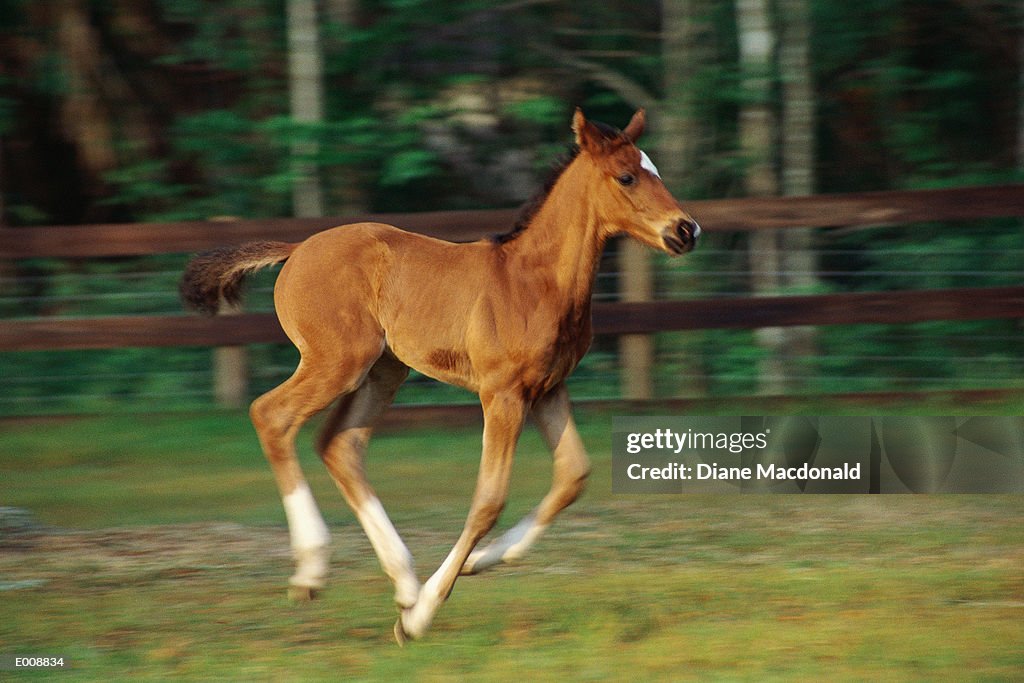 Foal in motion