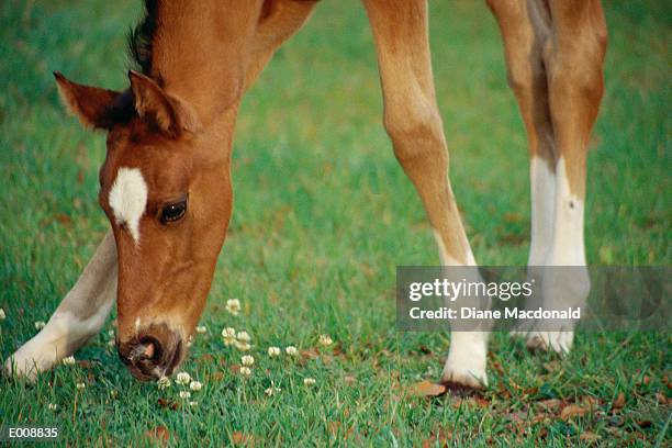 grazing foal - bay horse 個照片及圖片檔