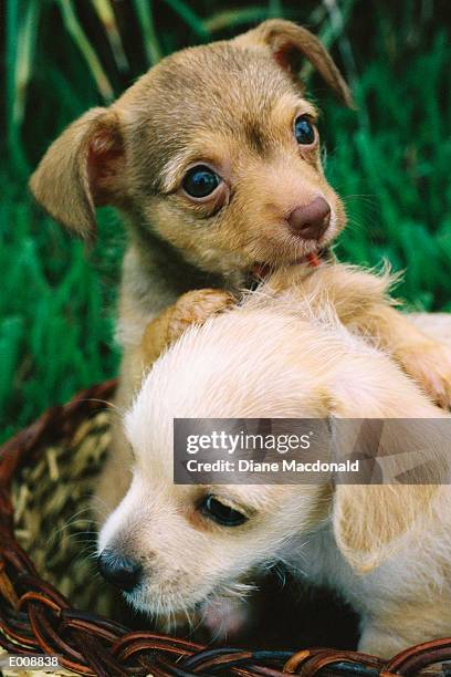 two puppies playing together - フォーンカラー ストックフォトと画像