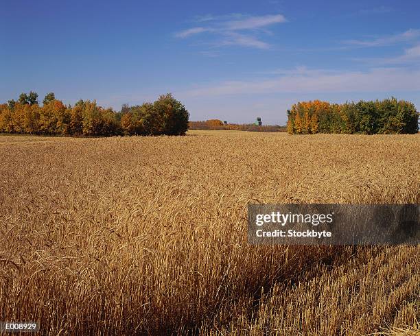 golden field in the breeze - breeze stockfoto's en -beelden