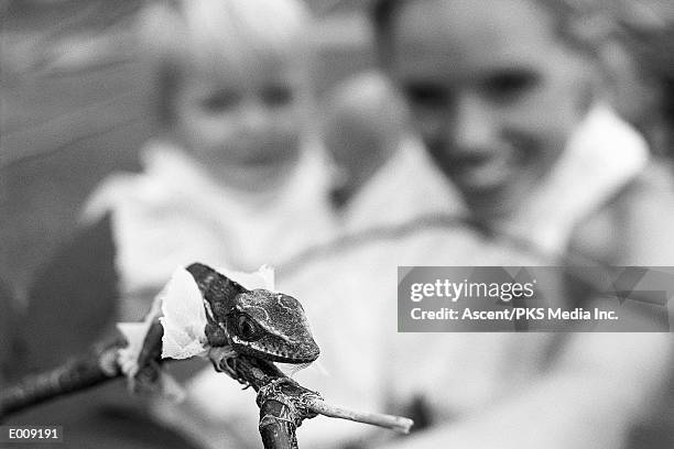 lizard on branch admired by mother and child - admired stock pictures, royalty-free photos & images