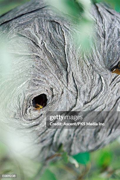 wasp nest shot through bushes - hautflügler stock-fotos und bilder