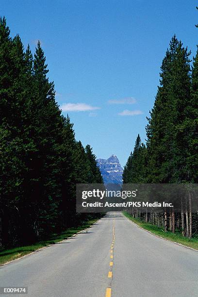 road lined with tall evergreen trees - evergreen - fotografias e filmes do acervo