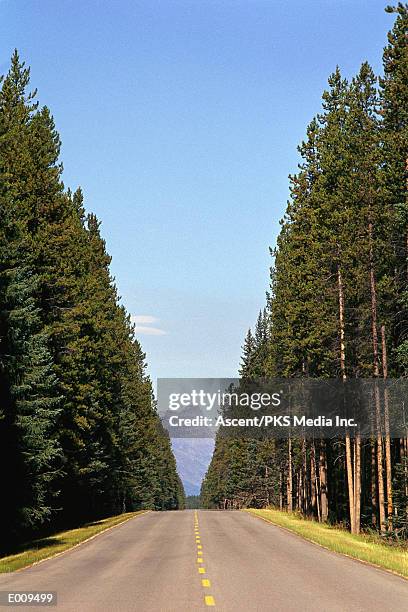 roadway lined with tall evergreen trees, mountain peak in distance - evergreen plant foto e immagini stock