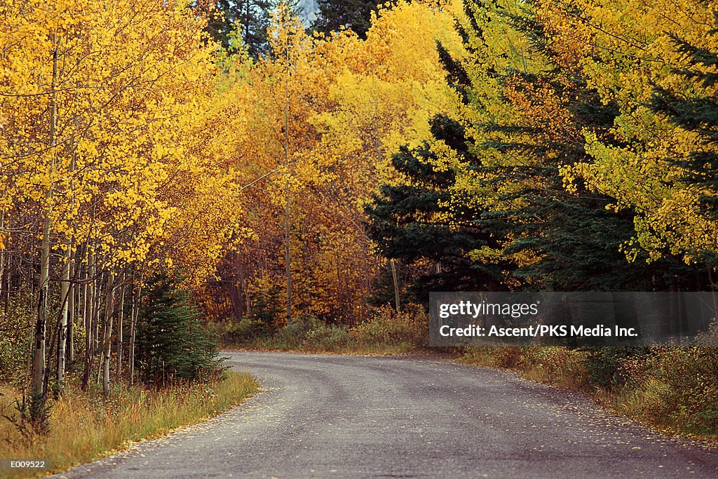 Backroad lined with trees with yellow foliage