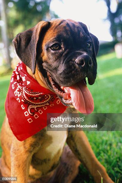 puppy with neckerchief sitting in grass - animal tongue stock pictures, royalty-free photos & images