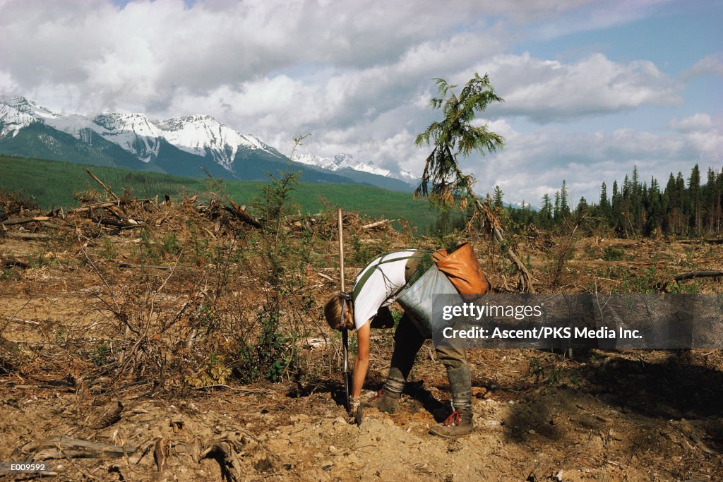 Person planting trees in mountains