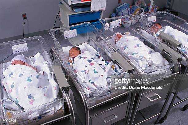 newborns in hospital nursery - babies in a row stock pictures, royalty-free photos & images
