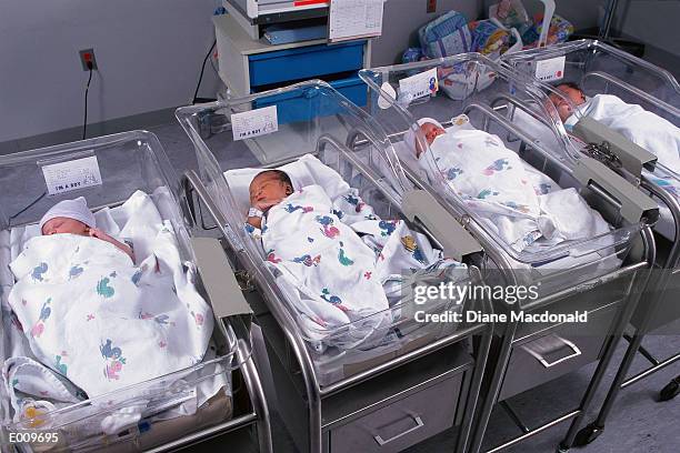 newborns in hospital nursery - nursery imagens e fotografias de stock