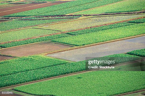 green fields of farmland - patchwork landscape stock pictures, royalty-free photos & images