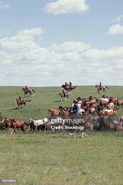 Wrangling Wrangling Photos and Premium High Res Pictures - Getty Images
