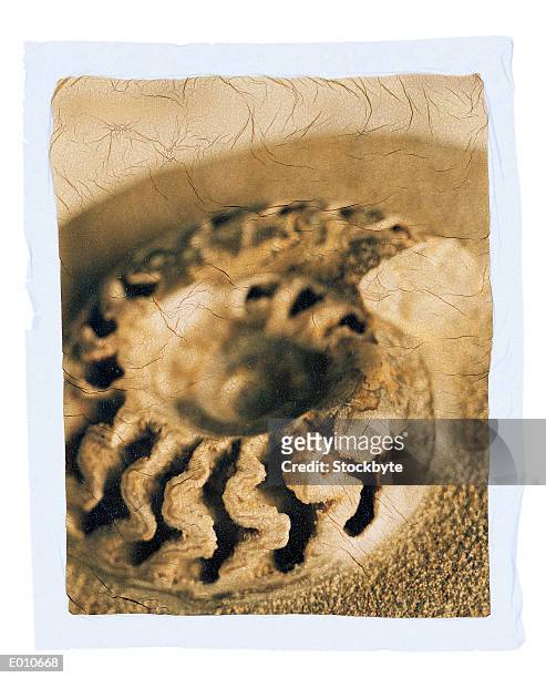 image of fossil with crackle finish - crackle stock pictures, royalty-free photos & images