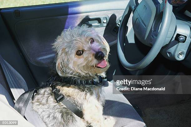dog sitting in driver's seat of car - diane ストックフォトと画像
