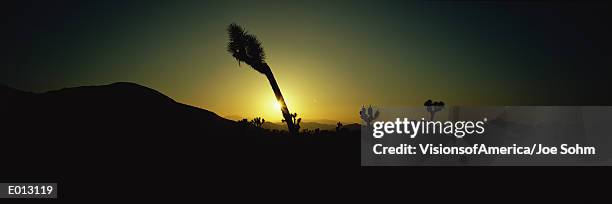 joshua tree national park at sunset - joshua tree ストックフォトと画像