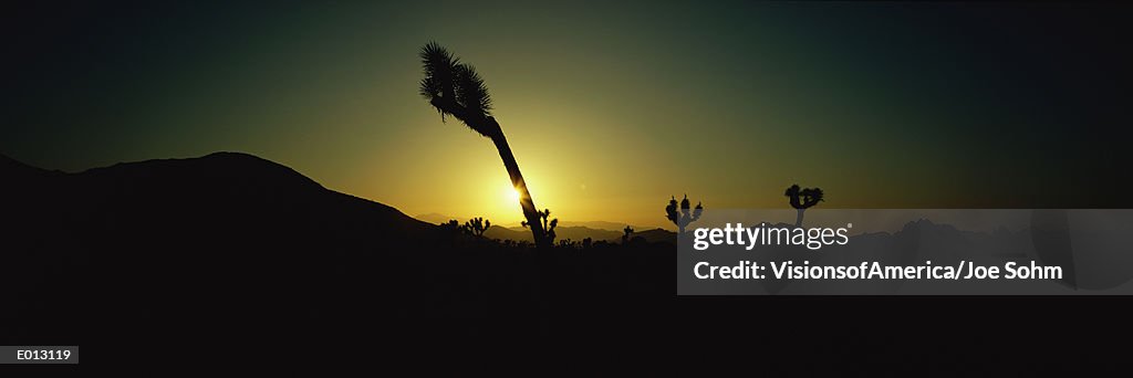 Joshua Tree National Park at sunset