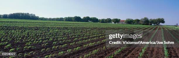Texas Photos and Premium High Res Pictures - Getty Images