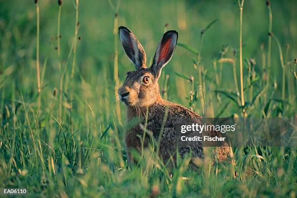 european common hare (lepus europaeus) - fischer 個照片及圖片檔