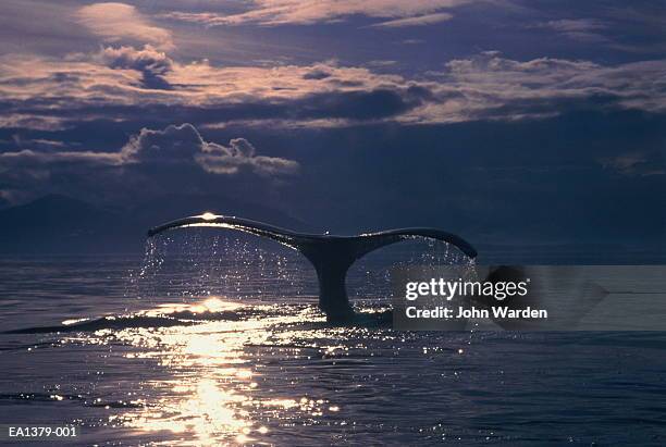 fluke of humpback whale (megaptera novaeangliae) alaska, usa - fluking stock pictures, royalty-free photos & images