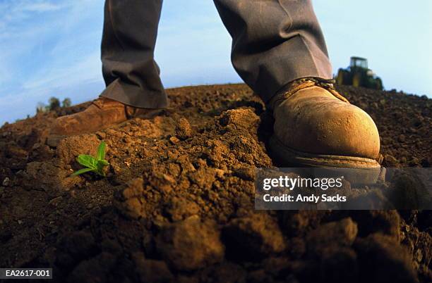 farmer's boots beside young bean plant, close-up - lower ストックフォトと画像