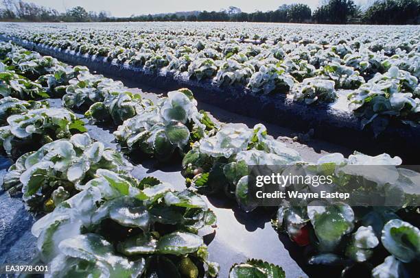 strawberry plants covered in ice - geada imagens e fotografias de stock