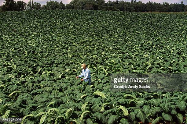 farmer examining ripe tobacco leaves for quality - tobacco foto e immagini stock