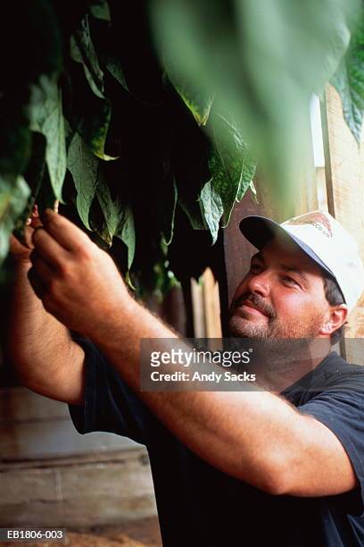 farmer checking dark burley tobacco curing in barn, tennesse, usa - lebensmittel trocknen stock-fotos und bilder