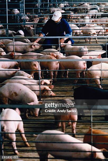 farm advisor checking young pigs in pen, michigan, usa - schweinestall stock-fotos und bilder
