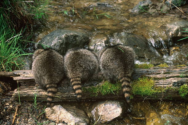 3 Baby Racoons 179 Baby Raccoon Stock Photos, High-Res Pictures, and Images - Getty Images