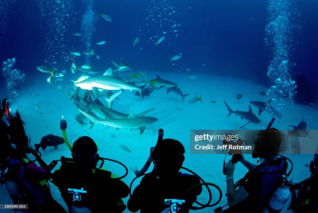 Scuba divers watching Caribbean reef sharks (wide angle)